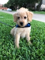 Jess_LisaNewPup_7-2020 (6)